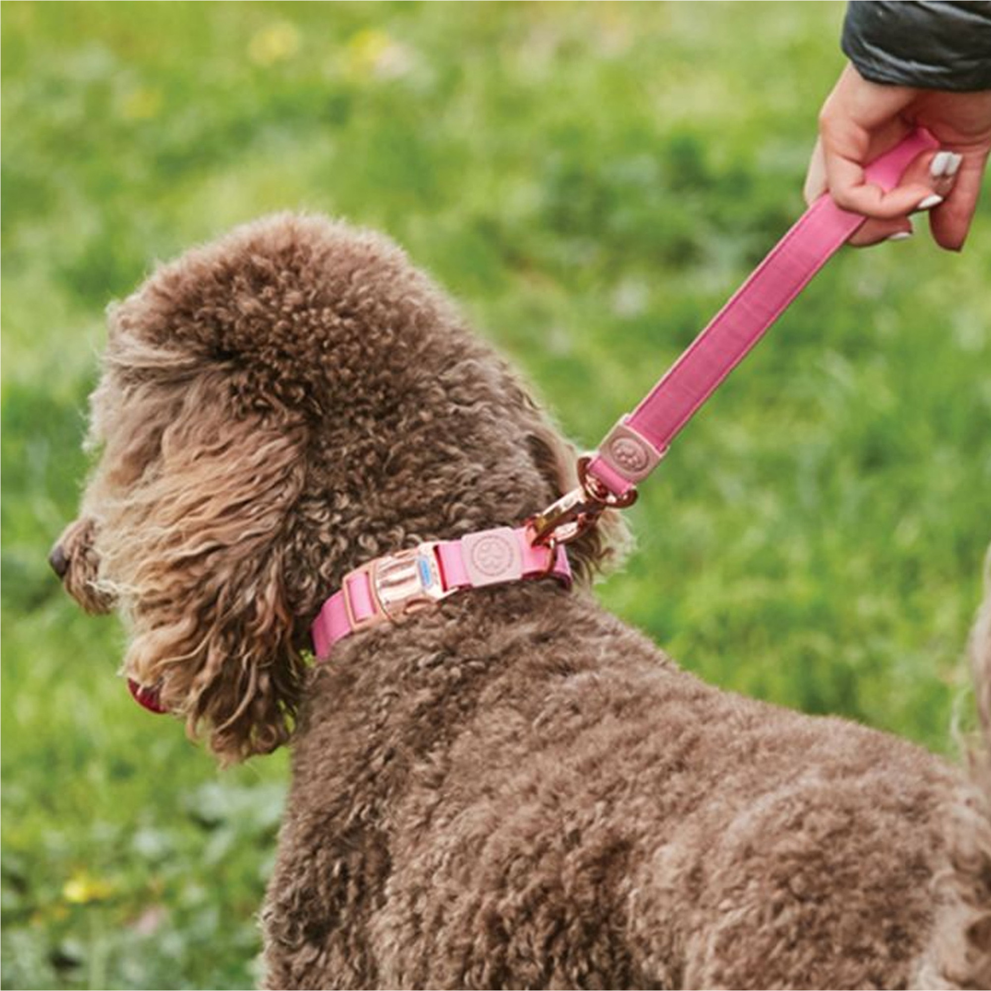 Weatherbeeta Elegance Dog Collar - Pink